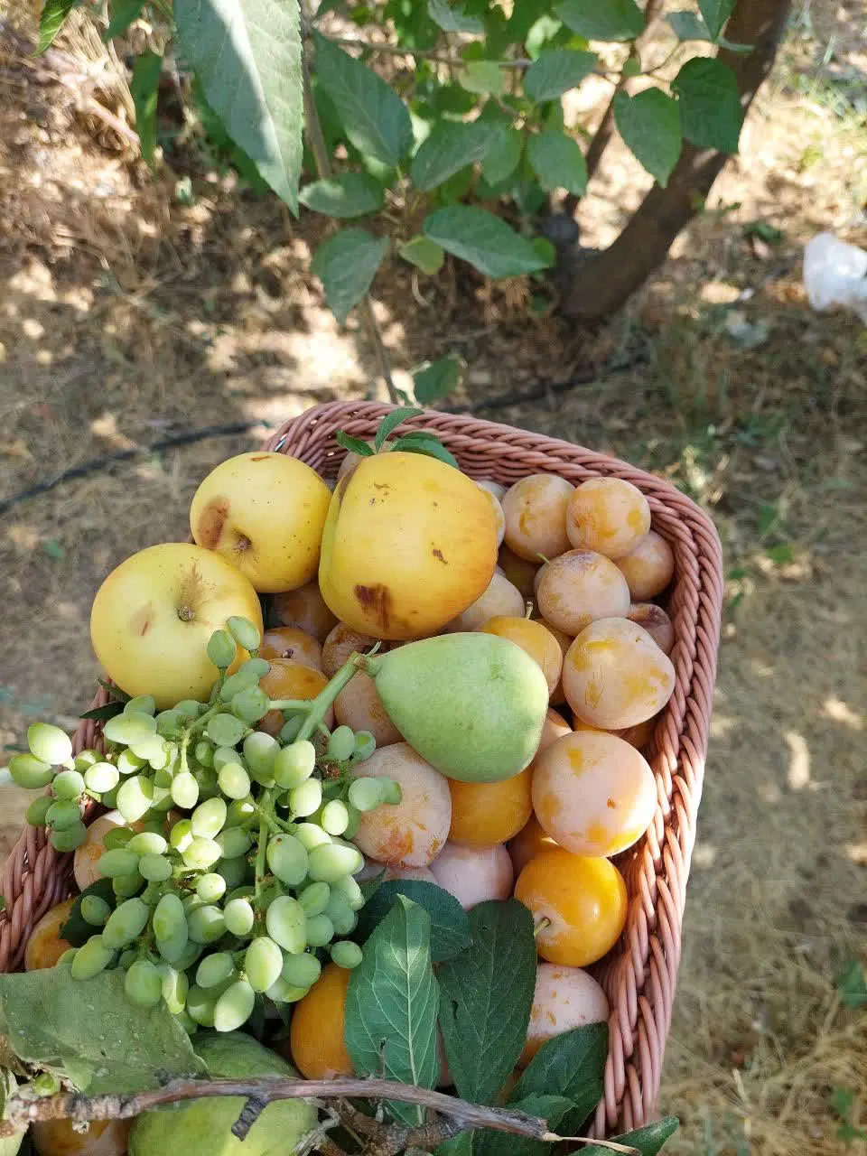 باغ صنوف قاضی