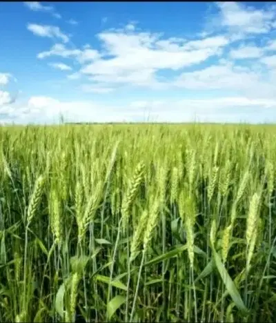 زمین  بلوار معلم   خیابان   هماگ