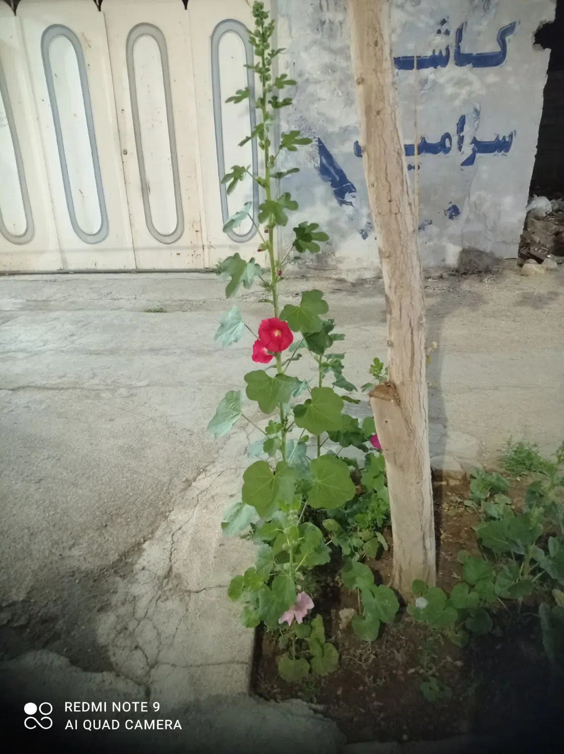 فروش باشهری