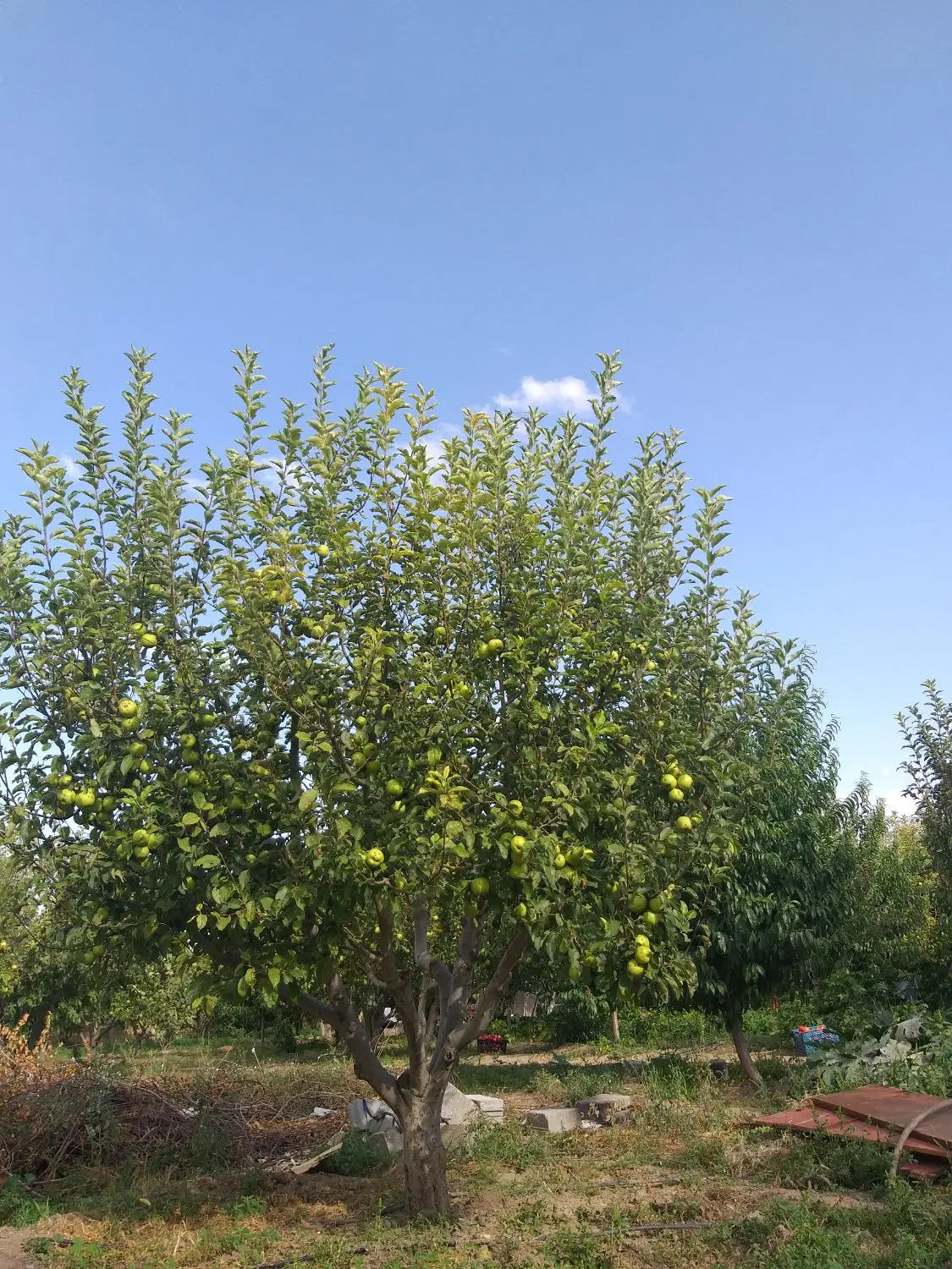 فروش باغ