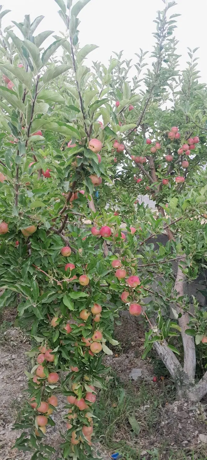 ۳۰۰۰ متر باغ فروشی