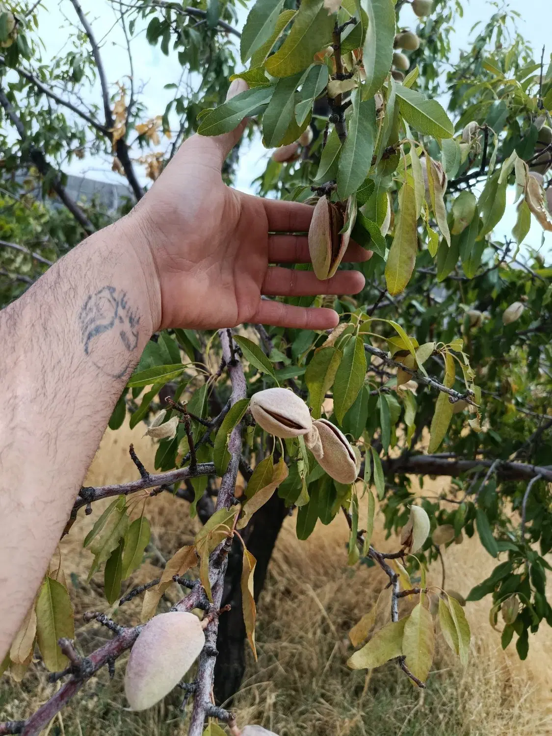 زمین باغ شهری 1000متری .محصور