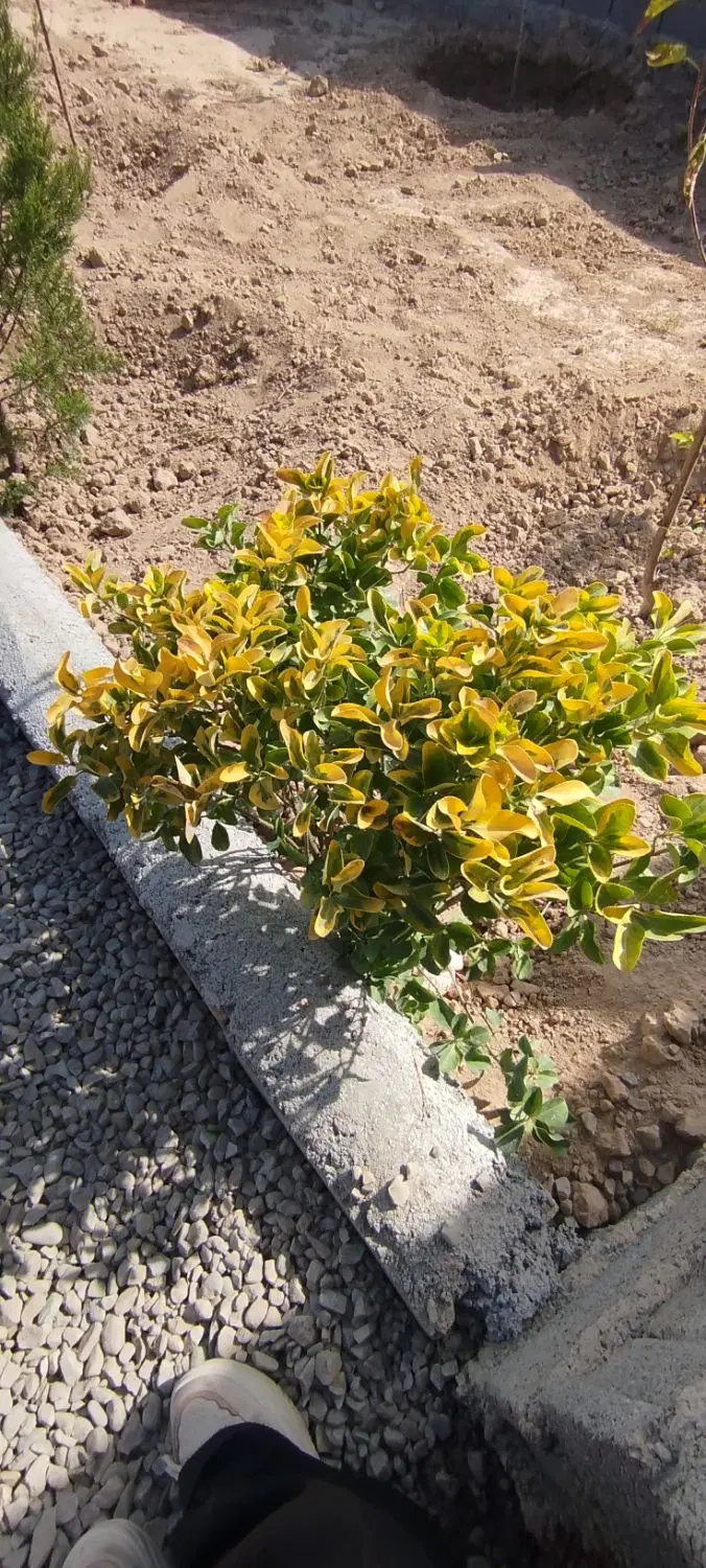باغ و  باغچه با فضای سر سبز همراه سند تک برگ