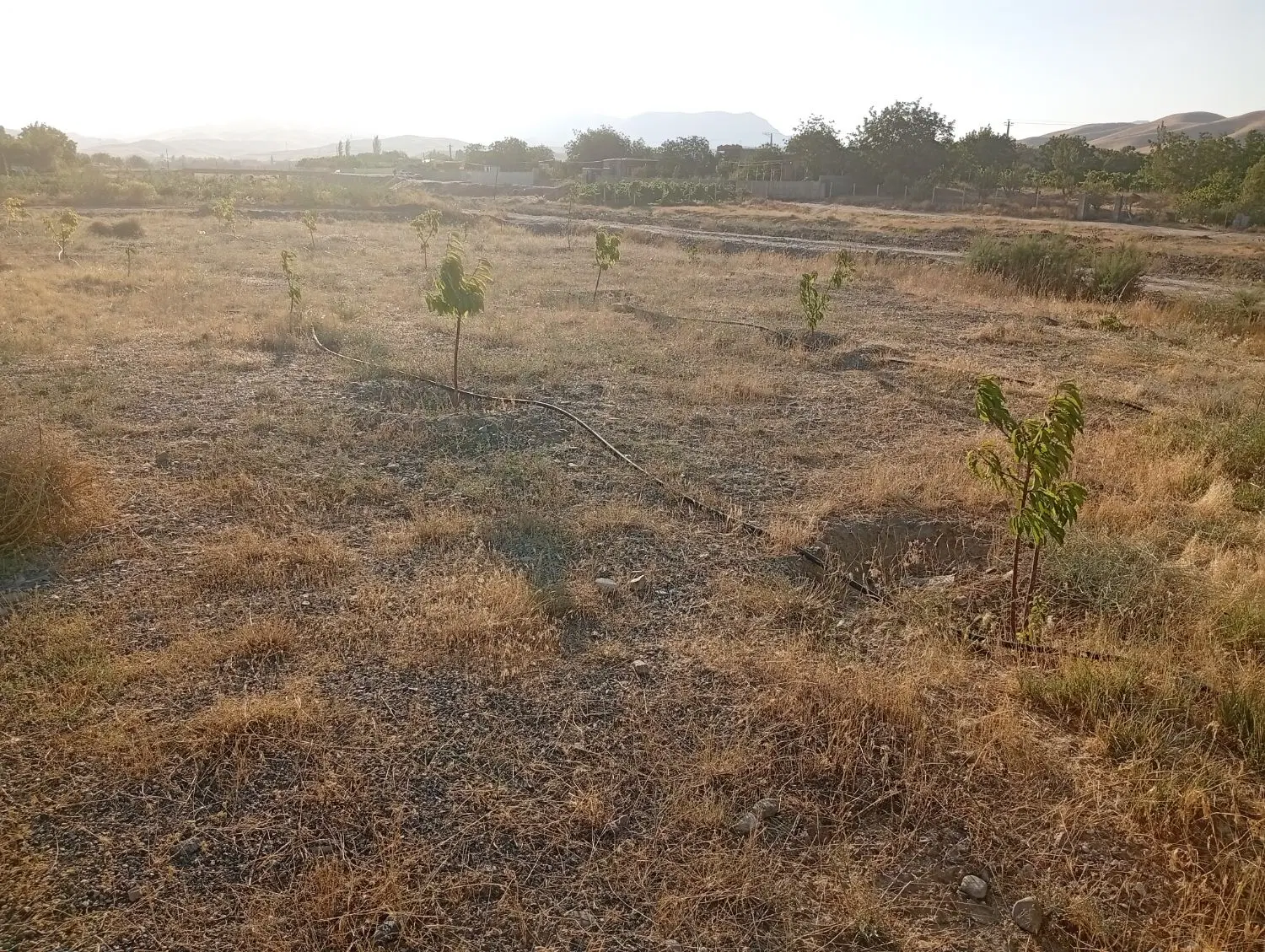 زمین 1000متر در روستای گوزگوند
