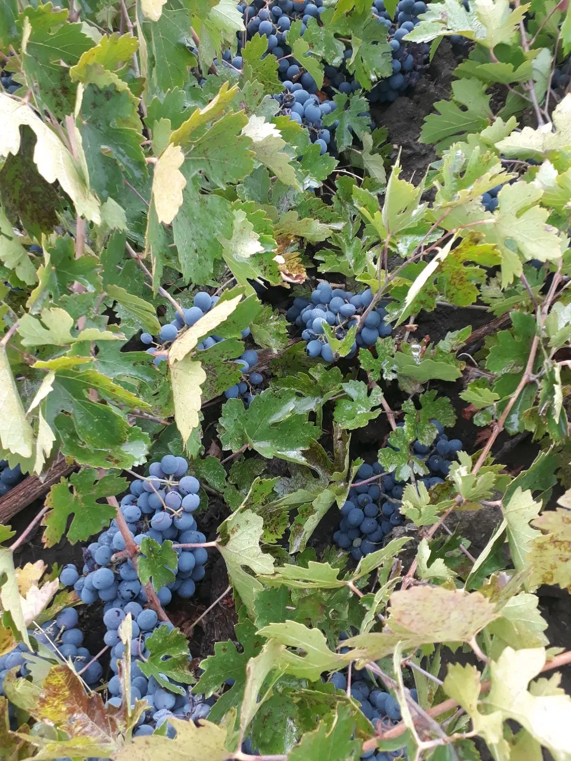 زمین  کشاورزی آرنان