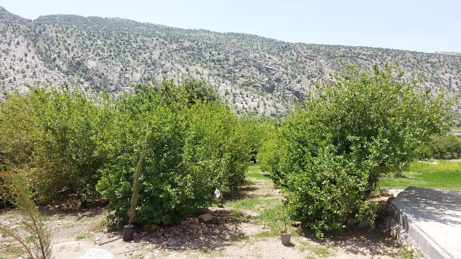 اجاره باغ ویلا