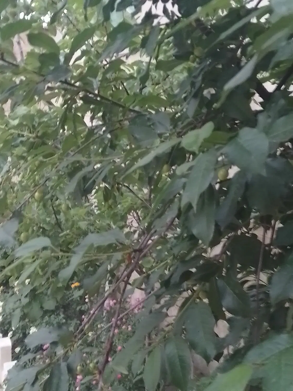 ۶۲۰ باغچه گلستان یکم مهرشر