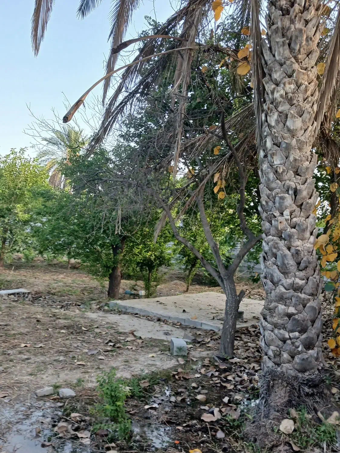 فروش باغ (منصوریه)