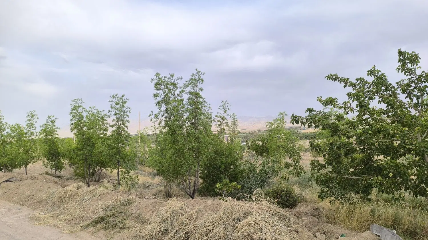 زمین باغ