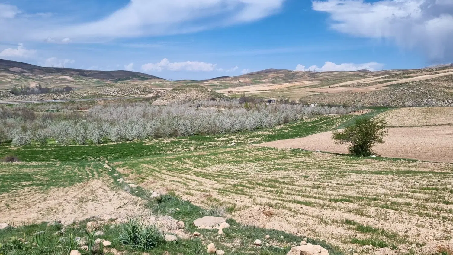 زمین کشاورزی  زمین  باغ اسدلی