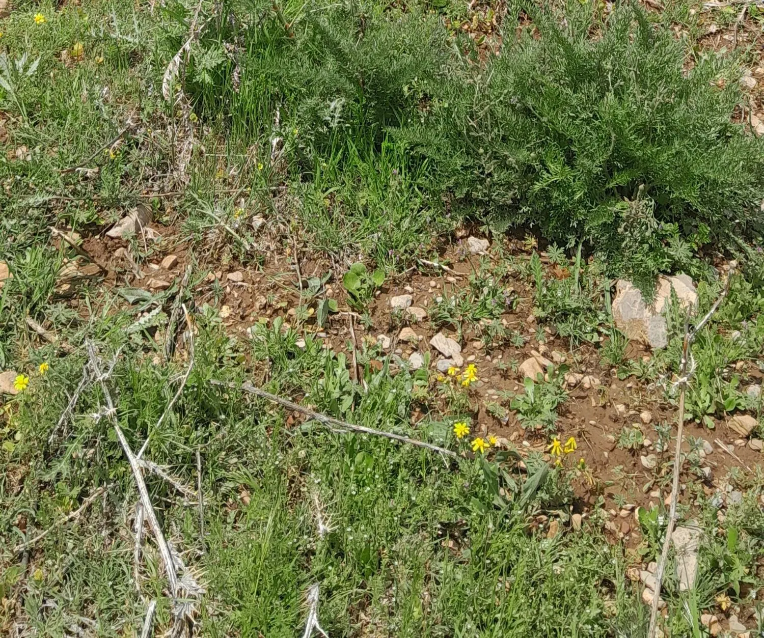 زمین مسکونی واقع در روستای چشمه برقی کوچه ۸ متری