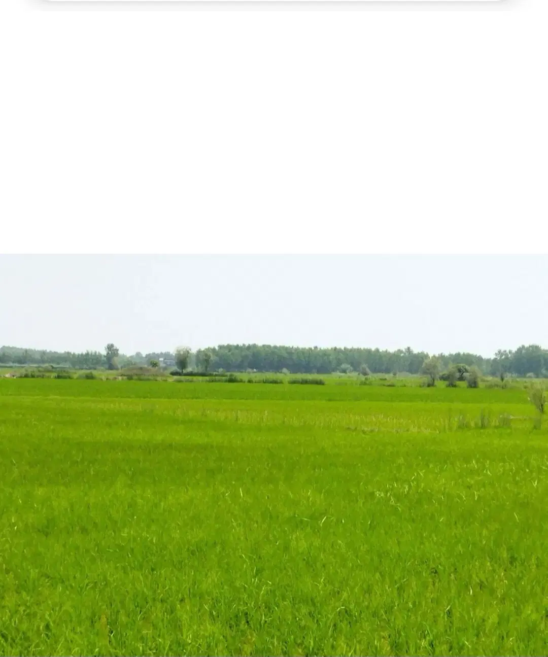فروش زمین کشاورزی درلاهیجان