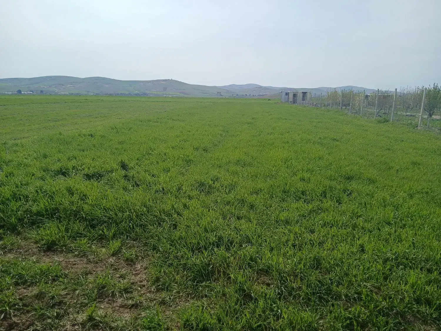 زمین کودیان قره چمن