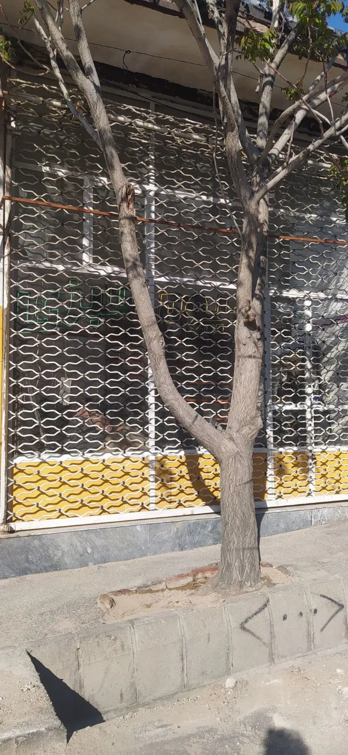 اجاره مغازه ۱۲متری