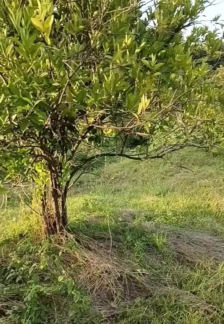زمین باغی چسبیده به بافت