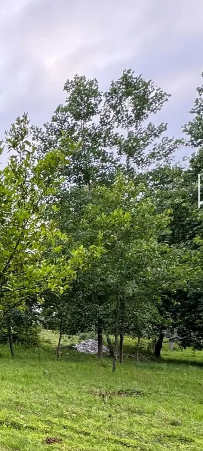 زمین نجارکلا فوق العاده زیبا
