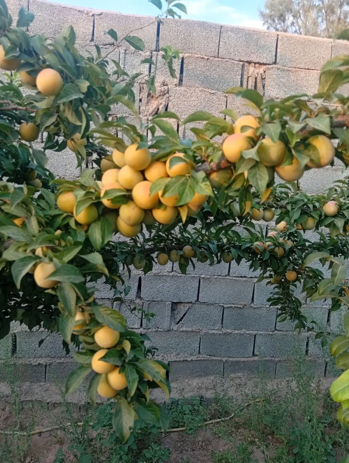 زمین کشاورزی