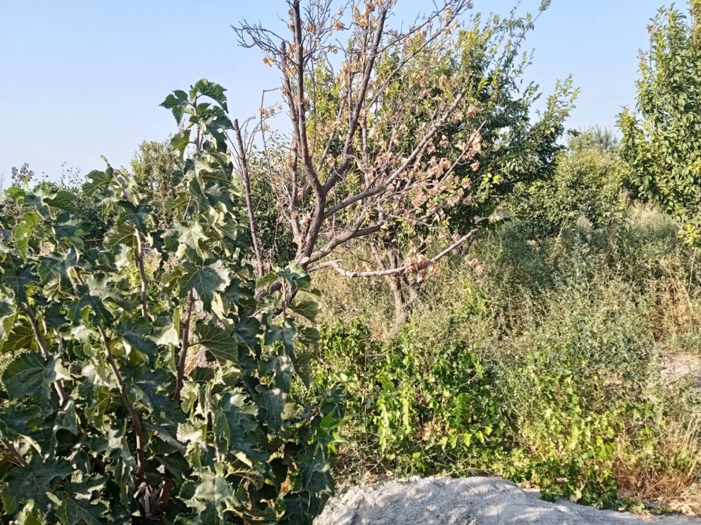 چهاردیواری۵۰۰متری
