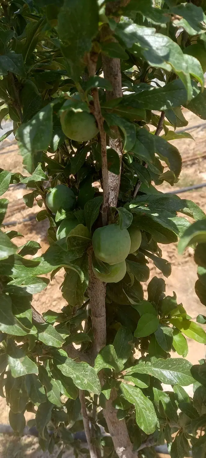 باغ زمین