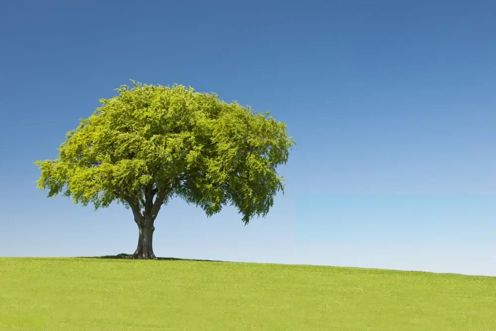 فروش زمین باغی