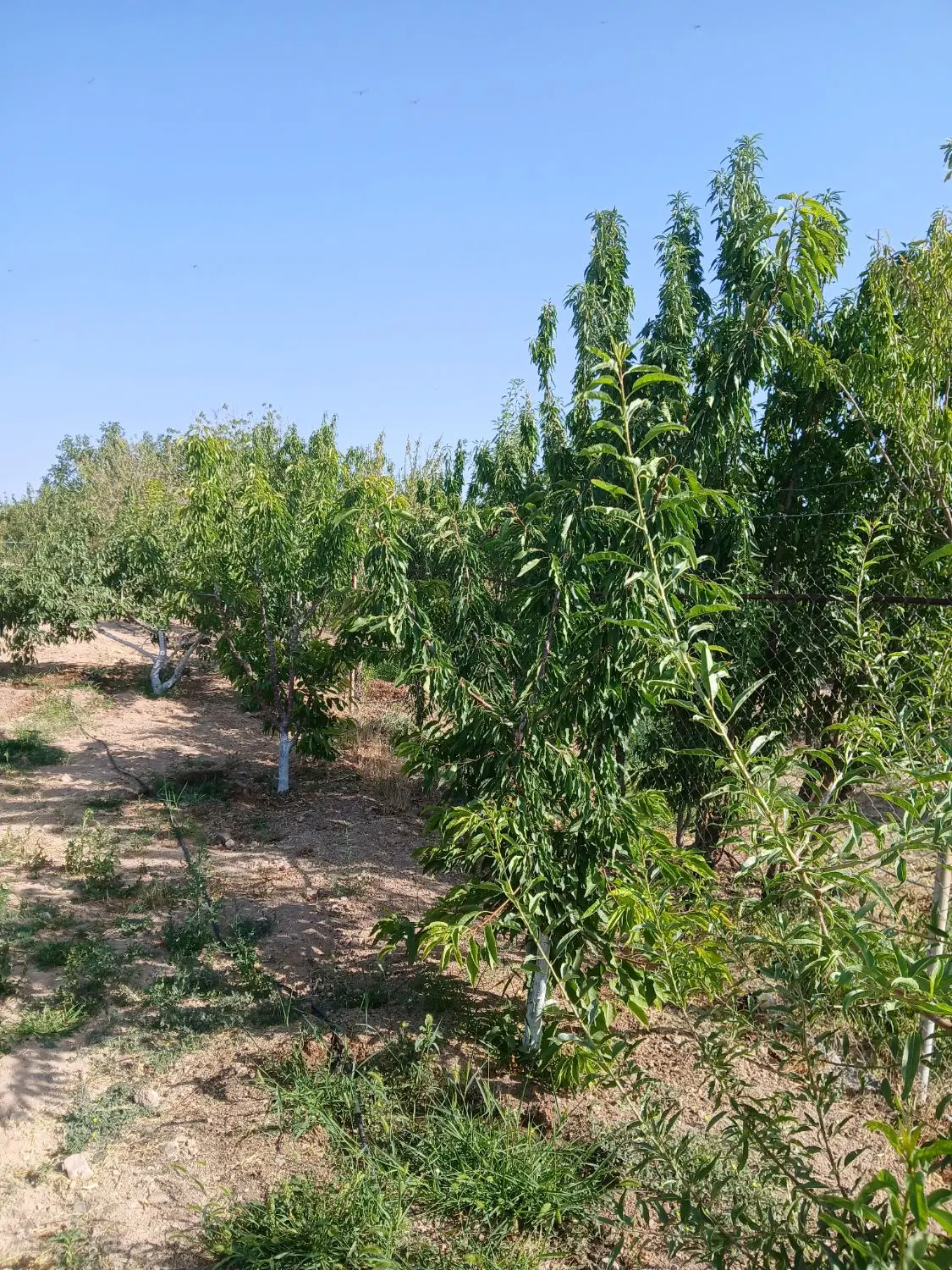 باغ تفریحی
