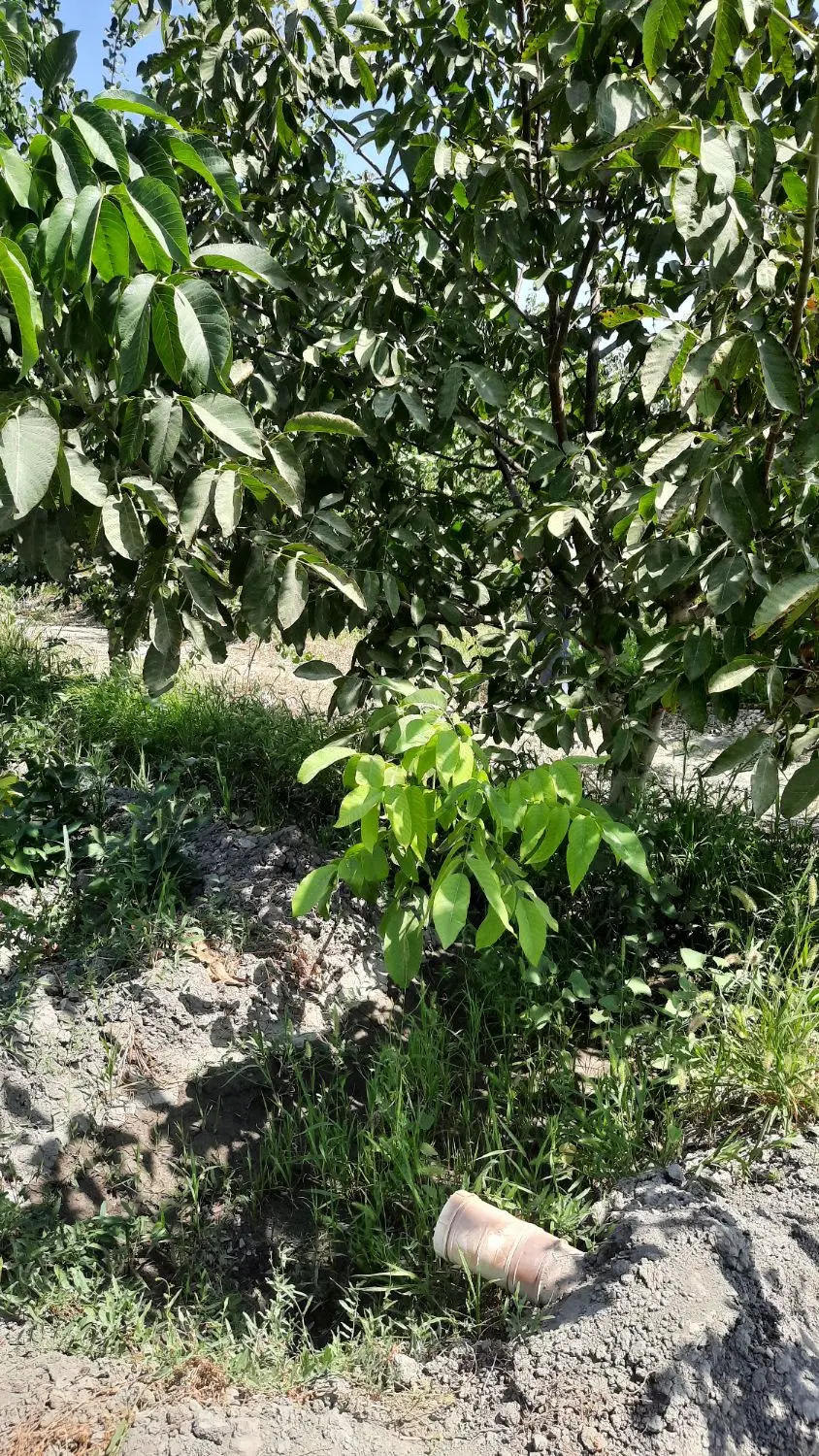 باغچه الوان وباغ