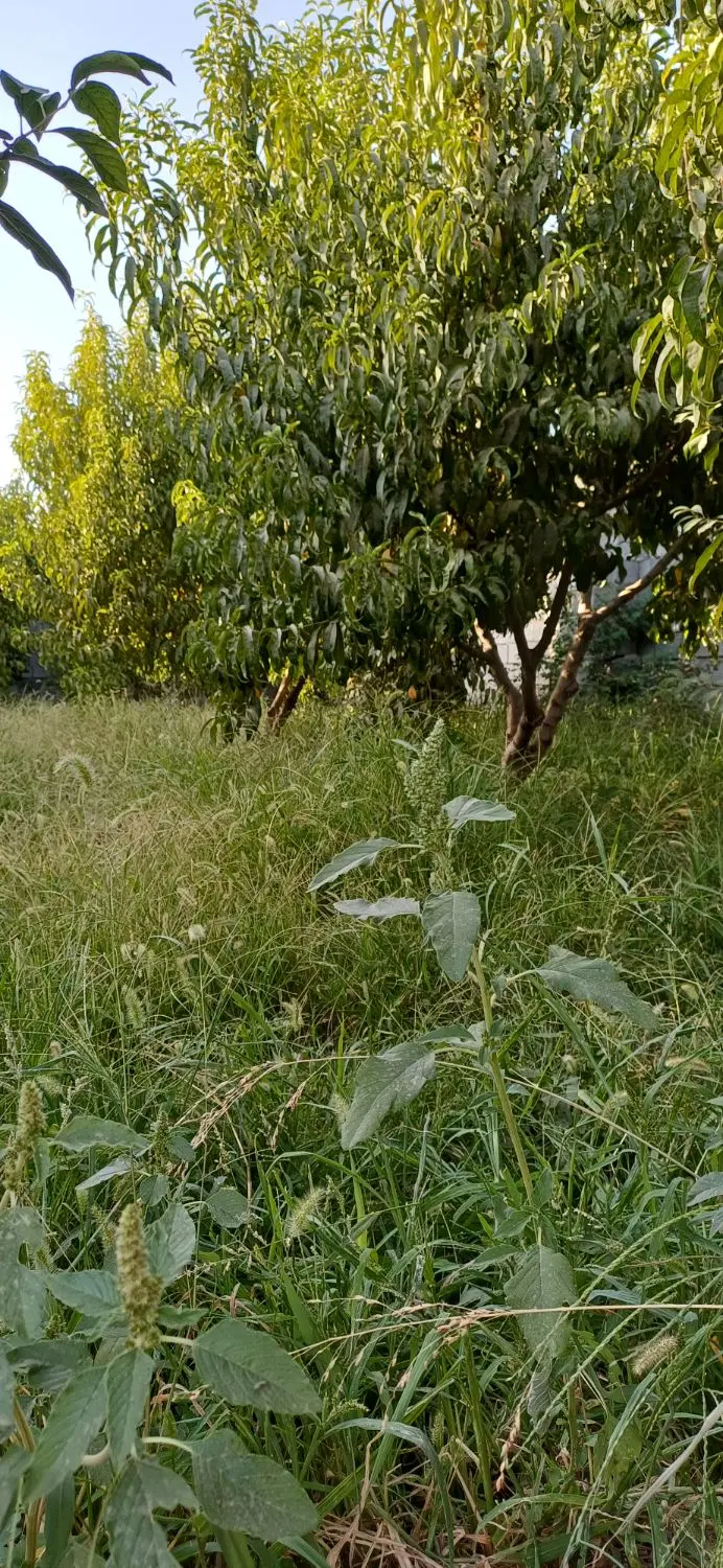 باغچه قاسم آباد بزرگ(هشتگرد)