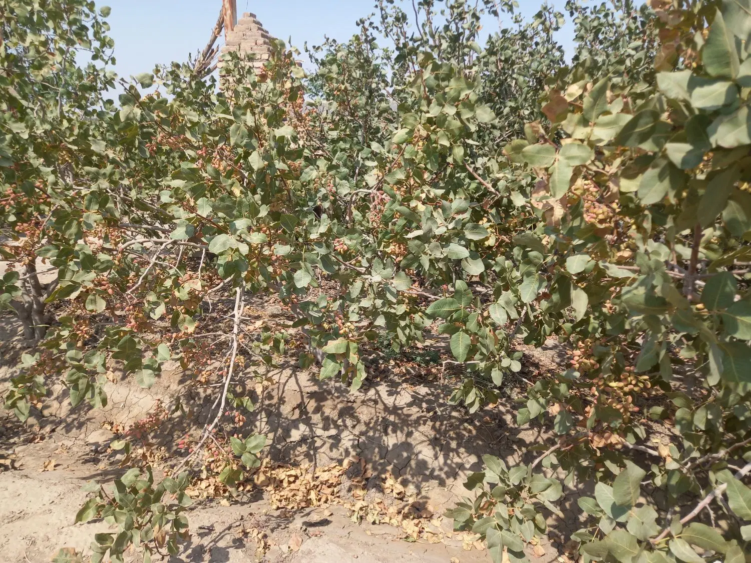 فروش باغ پسته ۱۲ساله