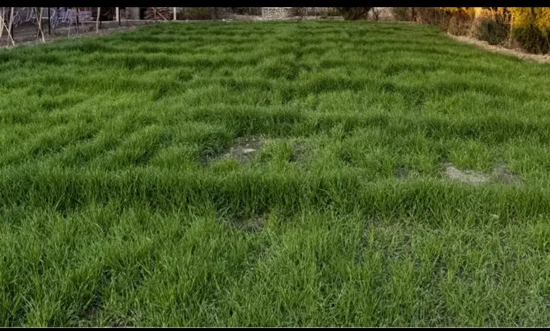 زمین ۱۰۰۰ متری در گلمکان