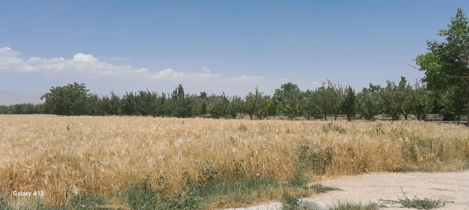 زمین باغی ۵۰۰متر سرک معاوضه با خودرو یاچک معتبر