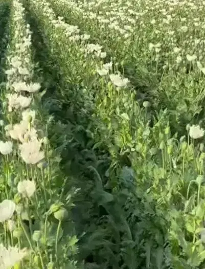 زمین کشاورزی