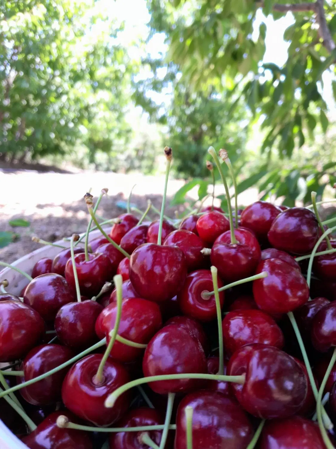 باغ نزدیک شهر ‌(روستای گزنه)