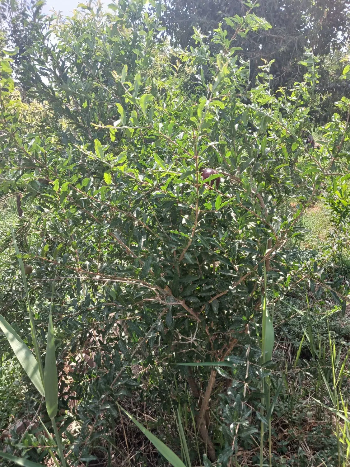 باغچه
