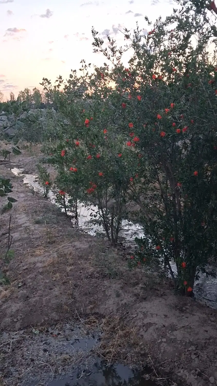 باغچه