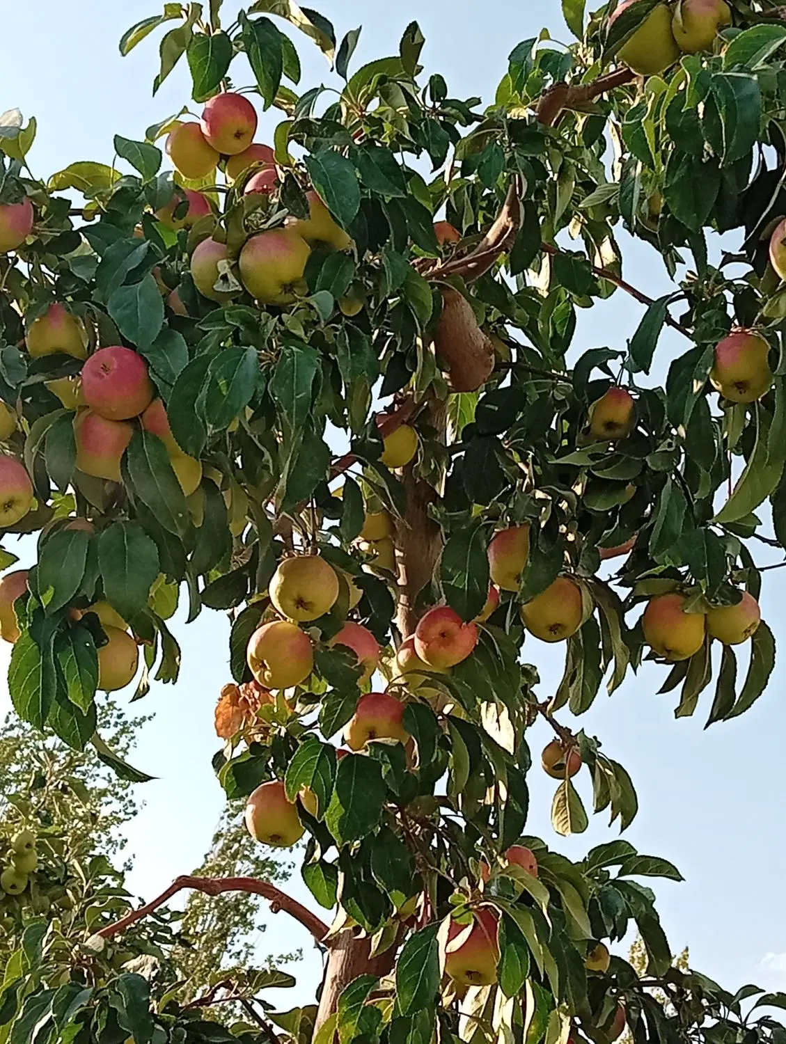 باغ سیب بهترین لوکیشن جابان