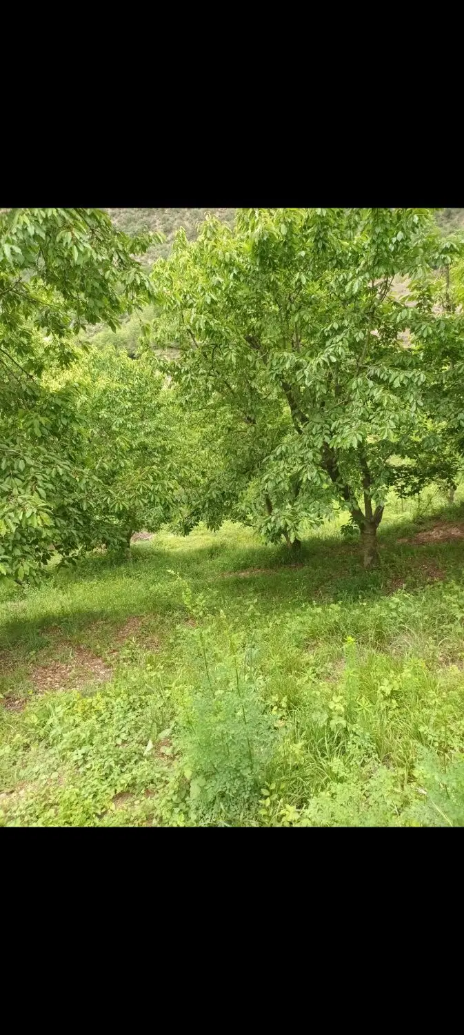 باغ میوه