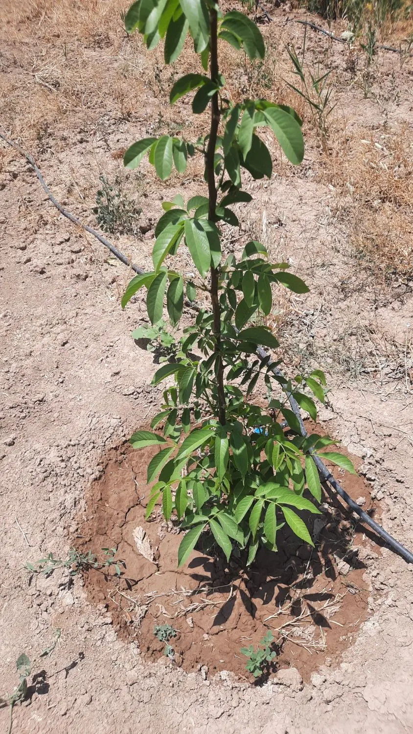 زمین و باغچه