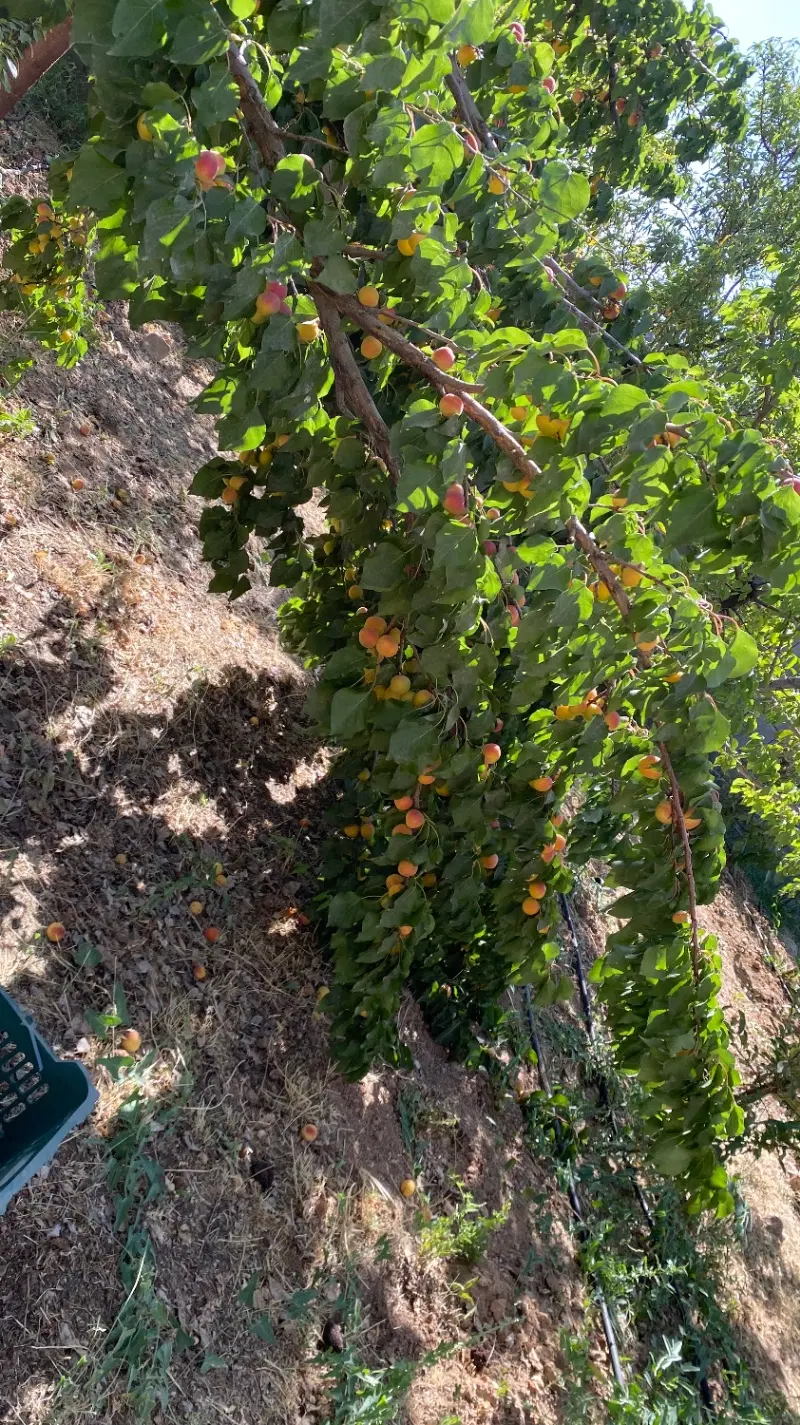 خانه کلنگی و زمین