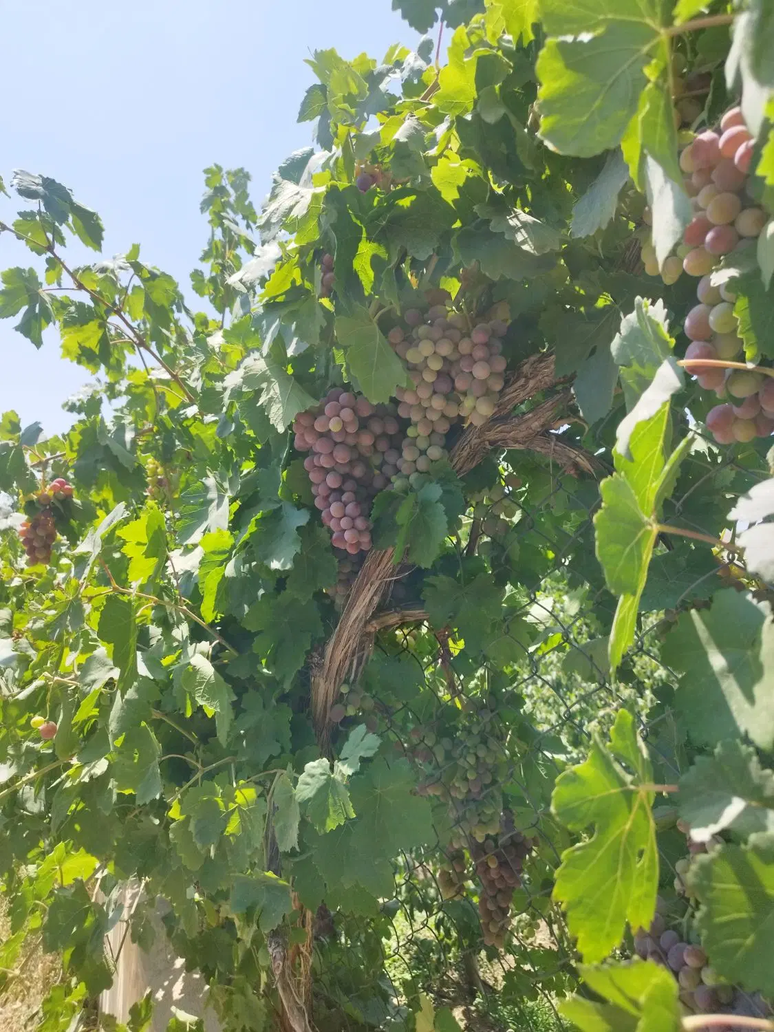 باغچه با درختان قدیمی (روستای کندور)