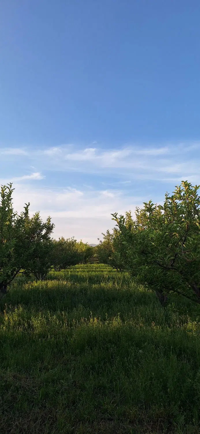 فروش باغ در پسته بیگ