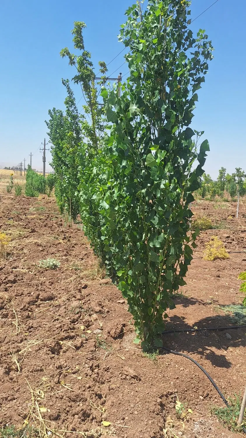 یک‌قطعه باغ ۳ ساله بهترین لوکیشن
