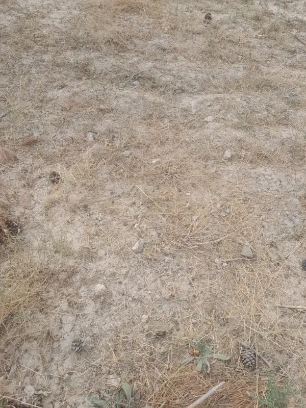 زمین قولنامه ای