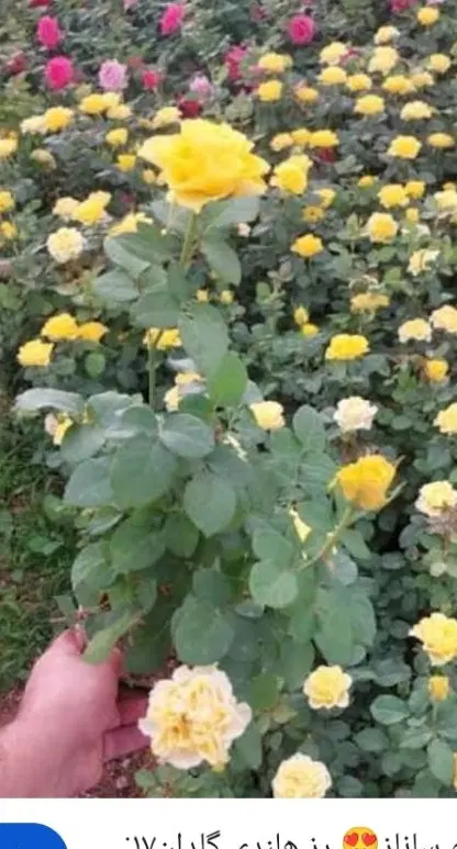 باغچه محمودآباد
