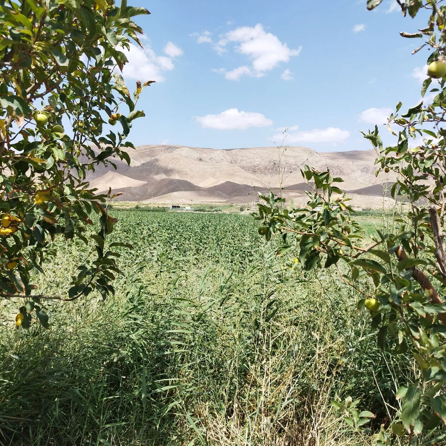 دوهکتار زمین باغی وکشاورزی