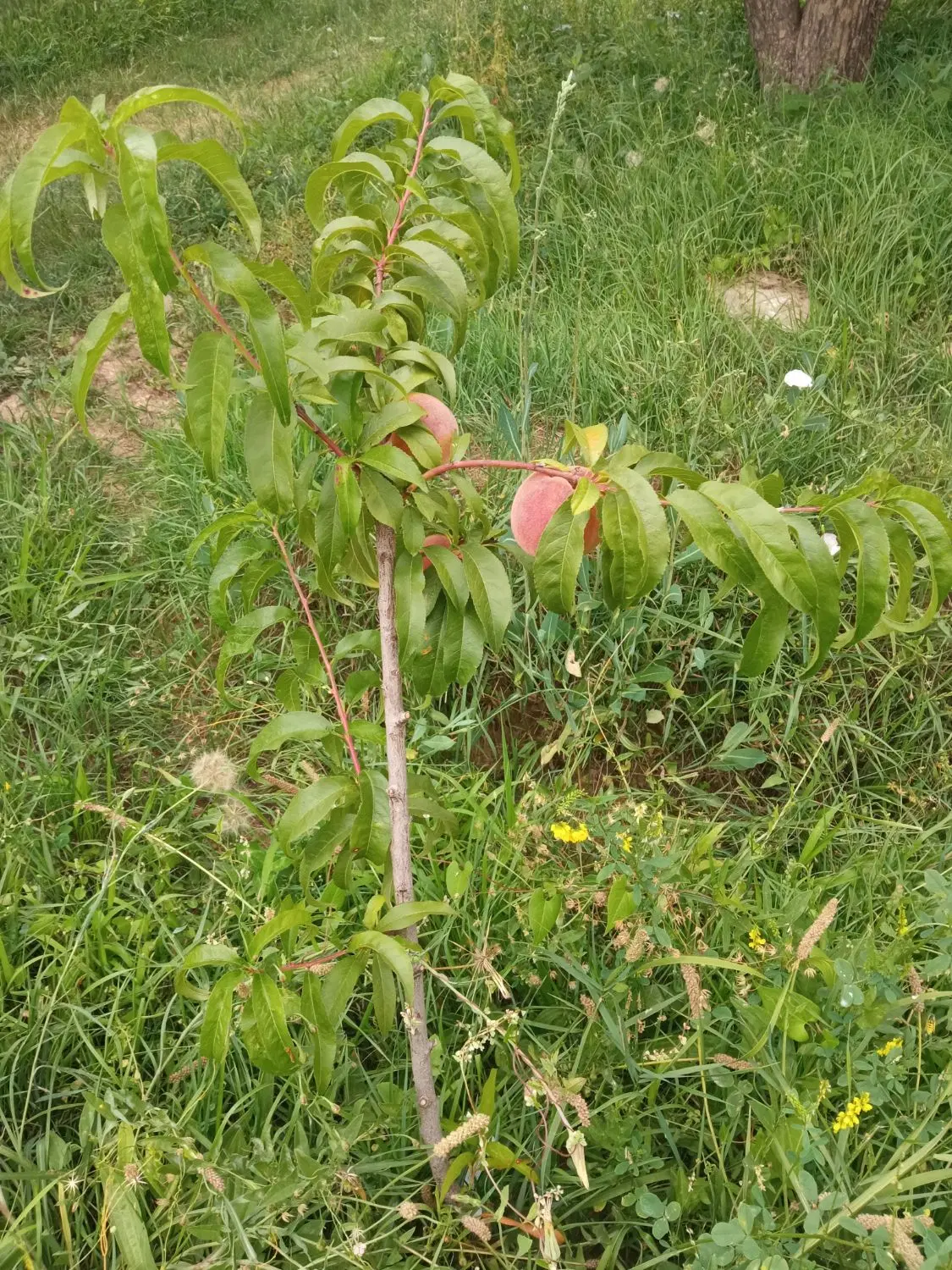 فروش زمین کشاورزی با مجوز گلخانه
