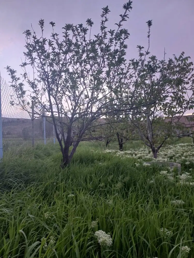 باغ روستای حمید