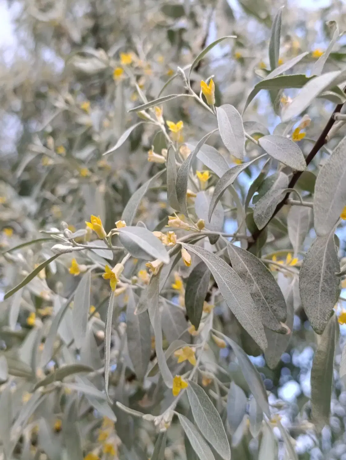 باغ در باغشهر رضوان