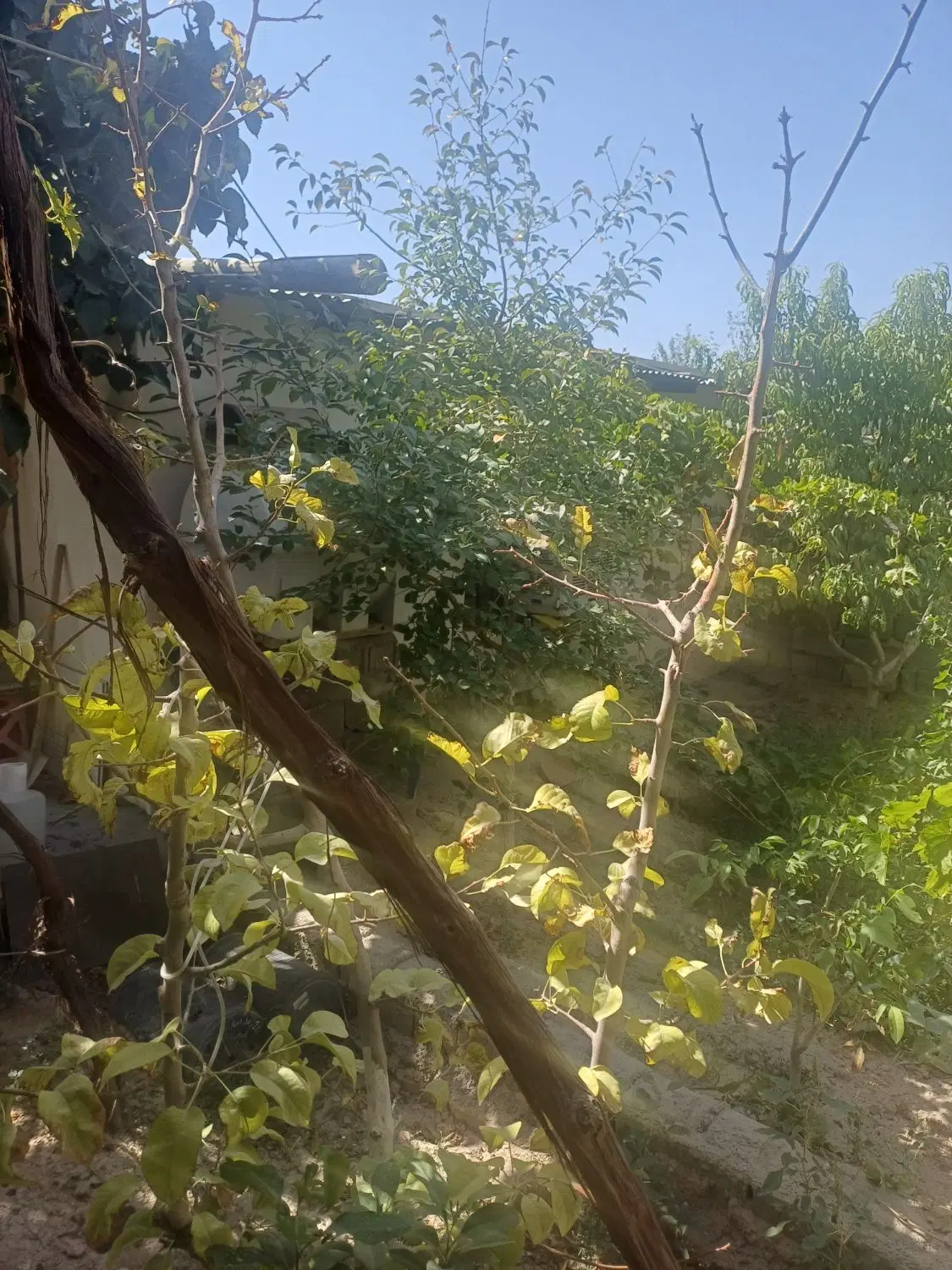 باغ و باغچه