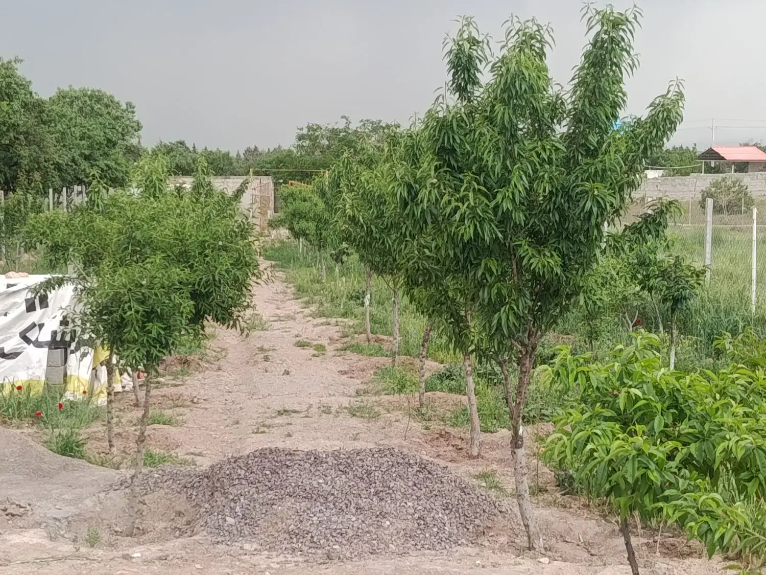 باغ در کورانه بفروش میرسد