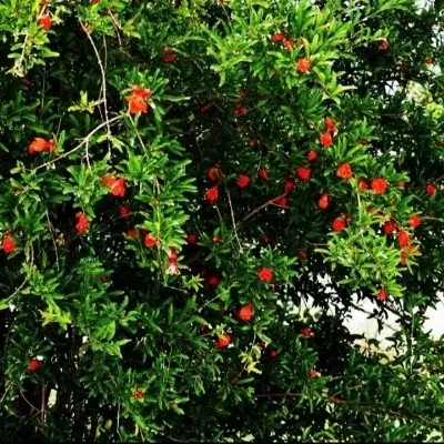 باغ 813 متر در اراضی توکل